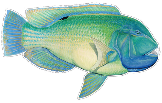 Blue Tusker Tuskfish Boat Decal | Fishing Sticker | Salty Wraps