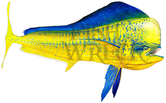 Mahi-Mahi Dolphinfish Boat Decal | Fishing Sticker | Salty Wraps