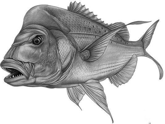 Snapper Grey Boat Decal | Fishing Sticker | Salty Wraps
