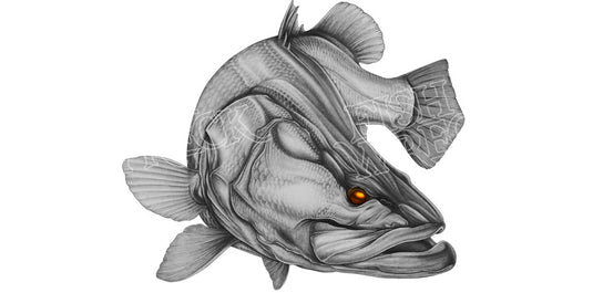 Barramundi Bazza Boat Decal | Fishing Sticker | Salty Wraps