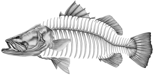 Barramundi Grey Boat Decal | Fishing Sticker | Salty Wraps