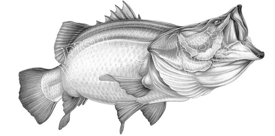 Bucket Mouth Barramundi Boat Decal | Fishing Sticker | Salty Wraps