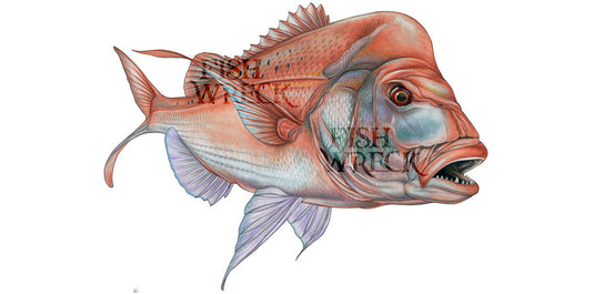 Snapper Coloured Boat Decal | Fishing Sticker | Salty Wraps