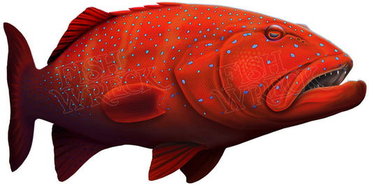 Coral Trout Boat Decal | Fishing Sticker | Salty Wraps