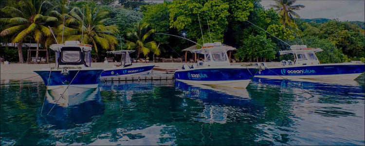 Three boats docked in a marina with palm trees and greenery in the background