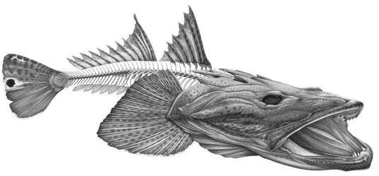 Flathead Grey Boat Decal | Fishing Sticker | Salty Wraps