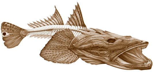 Flathead Gold Brown Boat Decal | Fishing Sticker | Salty Wraps