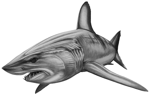 Full Mako Shark Boat Graphic | Salty Wraps