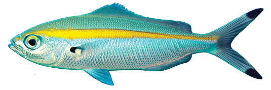 Fusilier Boat Decal | Fishing Sticker | Salty Wraps