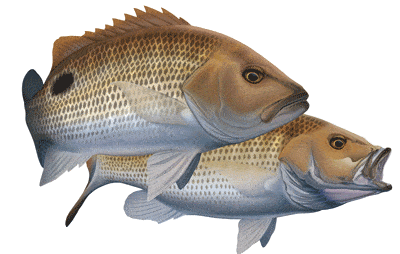 Golden Snapper Boat Decal | Fishing Sticker | Salty Wraps