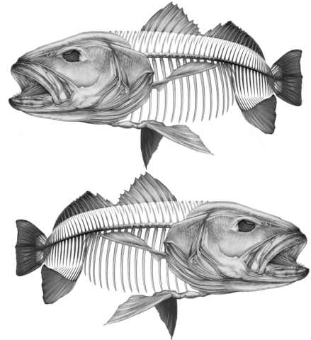 Jewfish Grey Boat Decal | Fishing Sticker | Salty Wraps