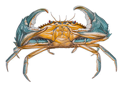 Mud Crab Boat Decal | Fishing Sticker | Salty Wraps