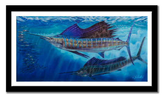 Jason Mathias - Wide Open, Sailfish Canvas Print, Measures 1200mm x 600mm plus outside white border