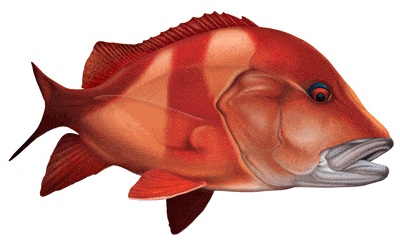 Red Emperor Boat Decal Style 1 | Fishing Sticker | Salty Wraps
