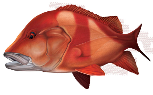 Red Emperor Boat Decal Style 2 | Fishing Sticker | Salty Wraps