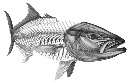 Yellowtail Kingfish Grey Boat Decal | Fishing Sticker | Salty Wraps